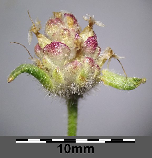 File:Plantago arenaria sl22.jpg