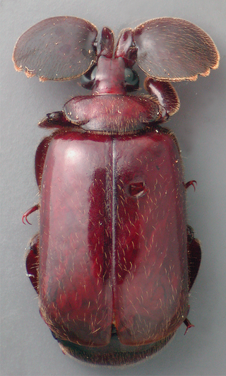 <i>Platyrhopalopsis melleii</i> Species of bombardier beetle