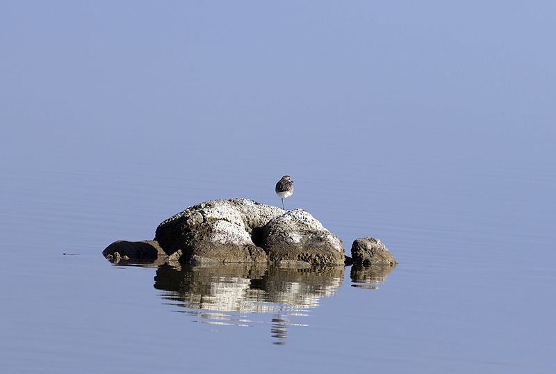 File:Pluvialis squatarola - Grey plover, Mersin 2016-12-11 06-3.jpg