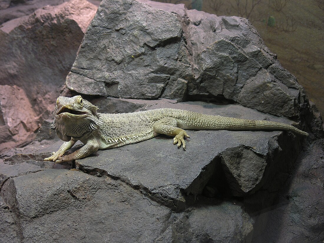 Pogona