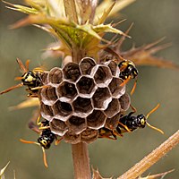 European paper wasps.