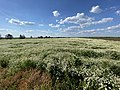 Chamomile meadow