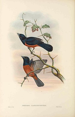 Pomarea castaneiventris - The Birds of New Guinea.jpg