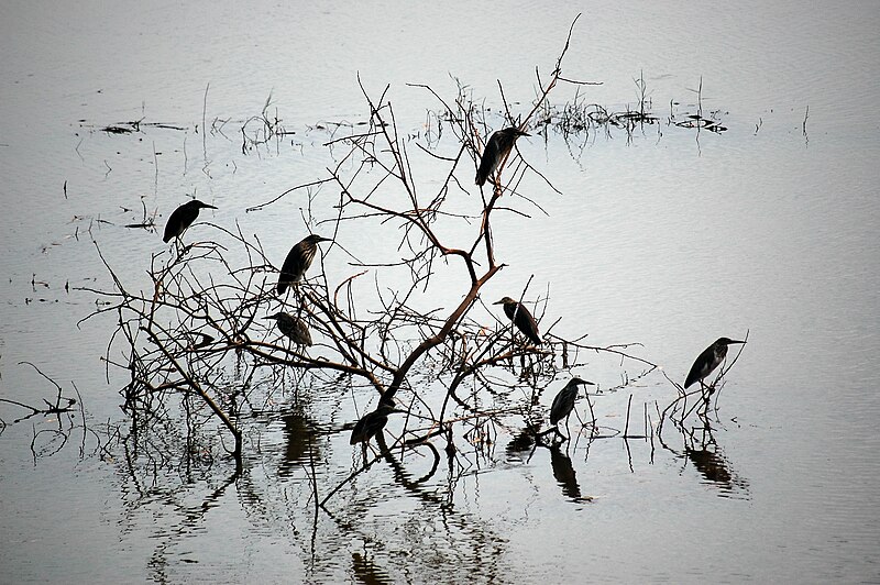 File:Pond Herons.jpg