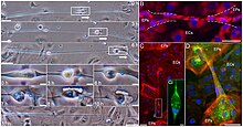 Tubular bridges for bronchial epithelial cell migration and communication Pone.0008930.g004.jpg