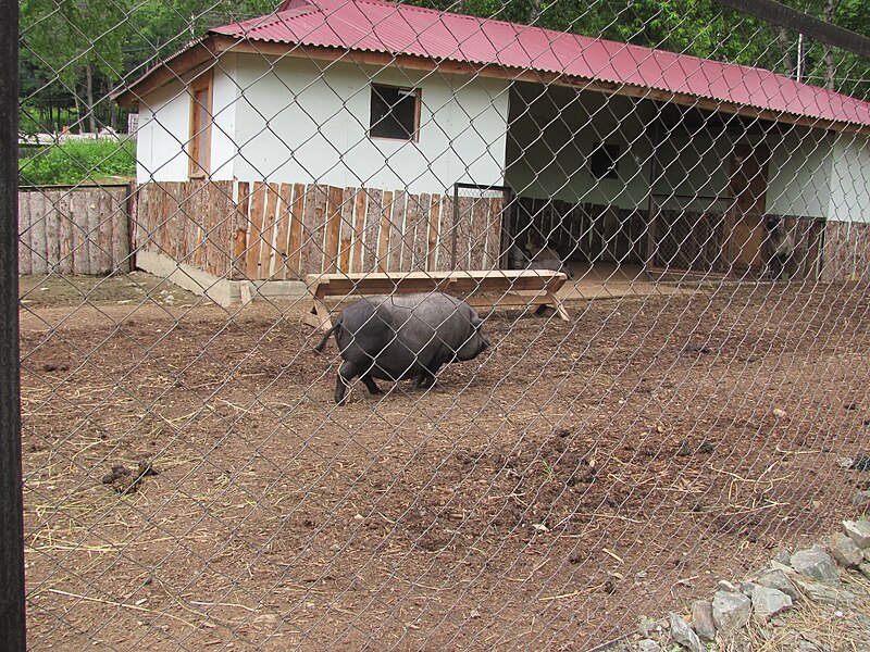 File:Pot-bellied pigs in the Zoo of Yuzhno-Sakhalinsk.JPG