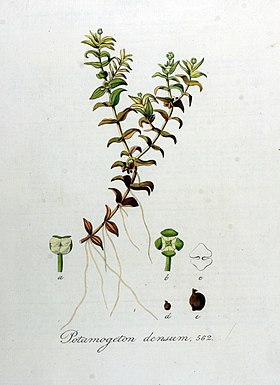 Potamogeton densum — Flora Batava — Volume v8.jpg