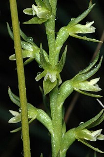 <i>Prasophyllum lindleyanum</i> species of plant