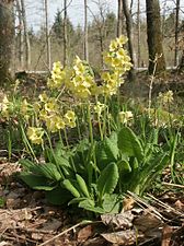 Primula elatior (true oxlip)