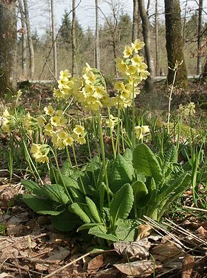 High cowslip (Primula elatior)