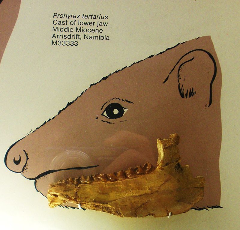 Prohyrax tertiarius.JPG