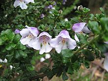 Prostanthera cuneata.jpg