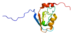 Протеин DLG3 PDB 1um7.png