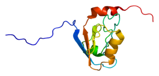 <span class="mw-page-title-main">DLG3</span> Protein-coding gene in the species Homo sapiens