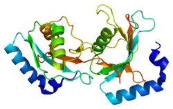 Protein GABARAPL2 PDB 1eo6.png