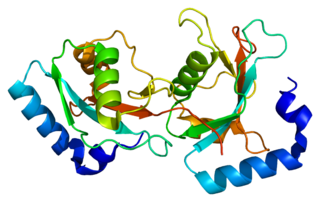 GABARAPL2 protein-coding gene in the species Homo sapiens