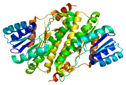 Protein HSD17B11 PDB 1yb1.png