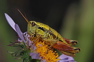 Prumnacris rainierensis