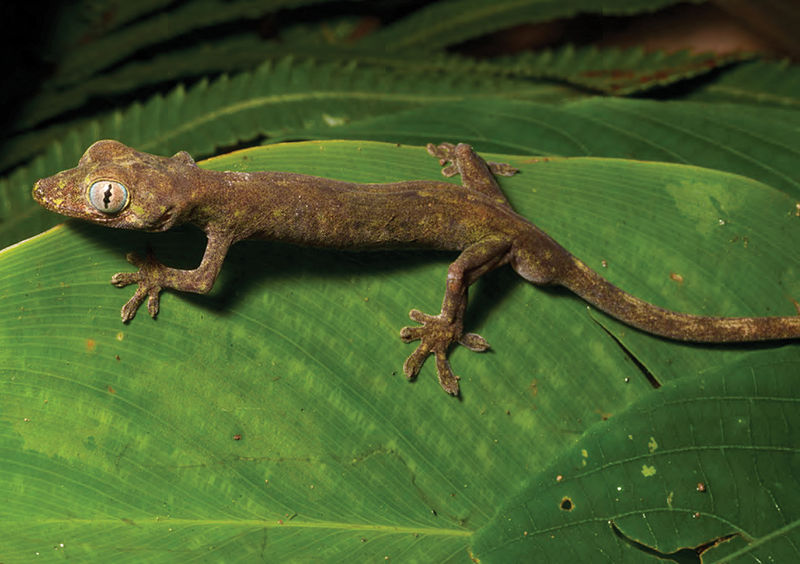 File:Pseudogekko compressicorpus (KU 330058) from 850 m on Mt. Cagua - ZooKeys-266-001-g052.jpg