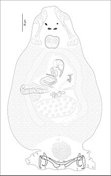 Pseudorhabdosynochus caledonicus body.jpg