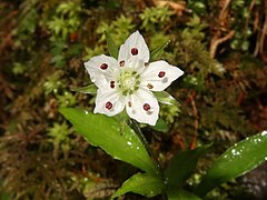 花弁の先はとがる。雄蕊は10個、花柱は3個ある。