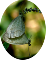 * Nomination Psyche (Leptosia nina) mating -- Jkadavoor 08:53, 21 March 2012 (UTC) * Promotion Beautyfull. --Moonik 09:18, 21 March 2012 (UTC)  CommentWhy this oval cut out? --Martin Kraft 09:26, 22 March 2012 (UTC) I used a closeup glass DCR250 while capturing very small subjects from a closer distance (just 4 inch). It is good but cause vignetting above 5MP because of the LA3 adapter that connects them. Here these 2 subjects require entire 10MP so I have to crop the corners. -- Jkadavoor 06:56, 23 March 2012 (UTC)