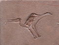 Pterodactylus micronyx.