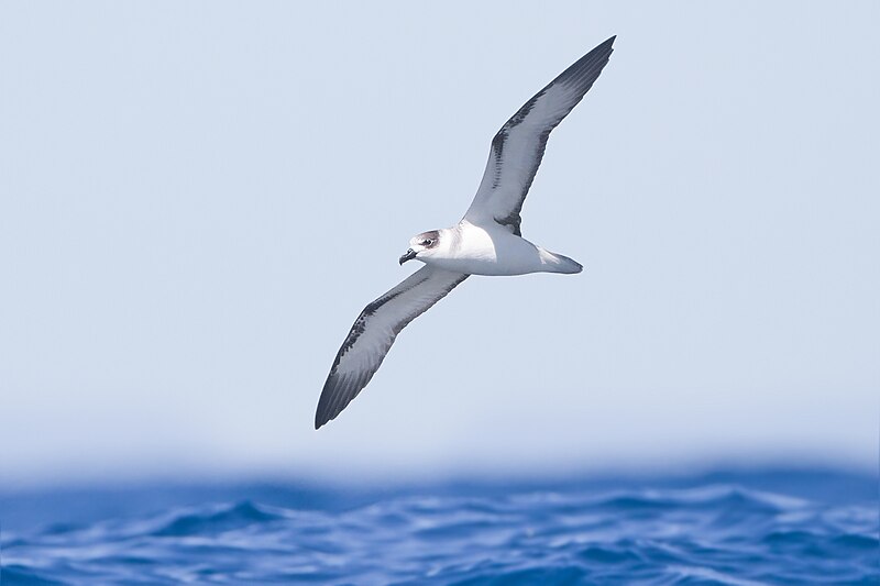 White-necked Petrel