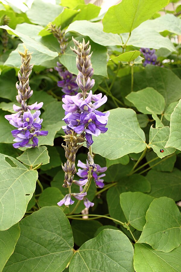 File:Pueraria lobata in Shangrao.JPG