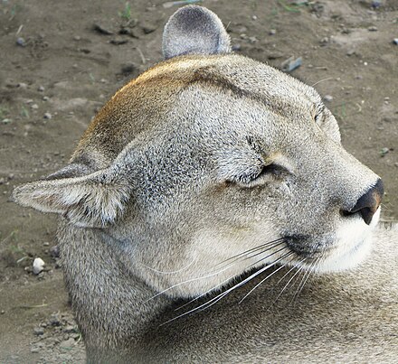 papa Matrona Raza humana Puma concolor puma - Wikiwand