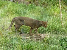 Puma yaguarondi