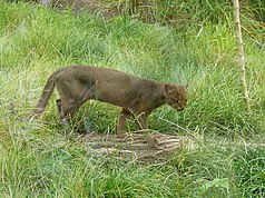 Jaguarundi