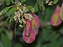 Ungu-pod Cluster-daun (Terminalia prunioides) (12025978225).jpg