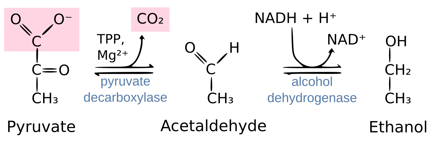 Этанол x ацетальдегид. Пируват. Пируват натрия. Пируват в ацетальдегид. Пируват декарбоксилаза у человека.