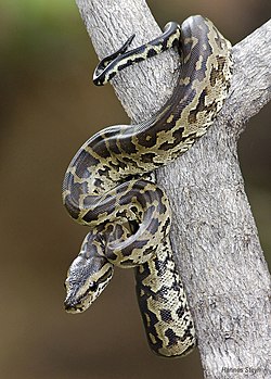 snake in trees