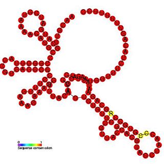 <span class="mw-page-title-main">Bamboo mosaic potexvirus (BaMV) cis-regulatory element</span>