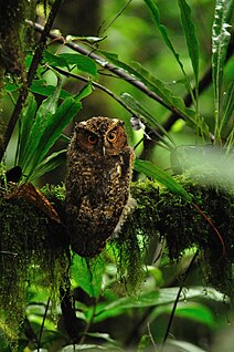 Rajah scops owl Species of owl