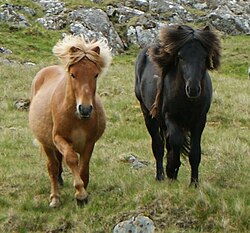 Rani und Grani: zwei Färöerponyhengste