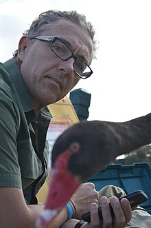 Raoul Mulder with black swan, Albert Park Lake, Melbourne.JPG
