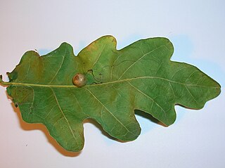 <span class="mw-page-title-main">Red-pea gall</span> Species of wasp