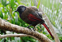 Red-winged Laughing Thrush in Bloedel Conservatory in Vancouver, Canada. Red-winged Laughing Thrush.jpg