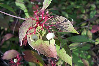 <i>Cornus sericea</i> Species of flowering plant
