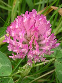 Trifolium pratense, rödklöver