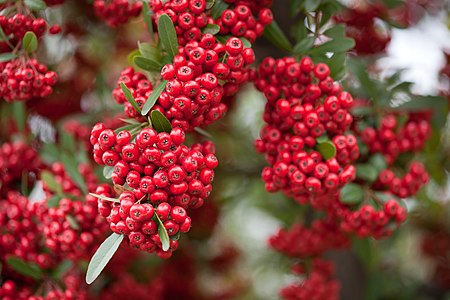 Red pommes of Firethorn (Pyracantha).jpg