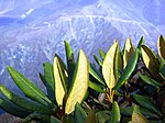 Rododendron caucasicum- 2. 
 JPG