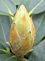 Rhododendron yakushimanum (+1)