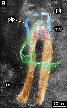 Rhyniognatha specimen.png