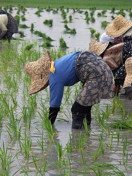 File:Rice fields mazandaran.jpg