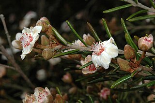 <i>Ricinocarpos bowmanii</i> Species of shrub