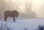 Vignette pour Brume